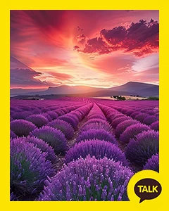 Field Of Lavender Under A Red Sunset 카카오톡 테마 카톡테마 무료 다운로드